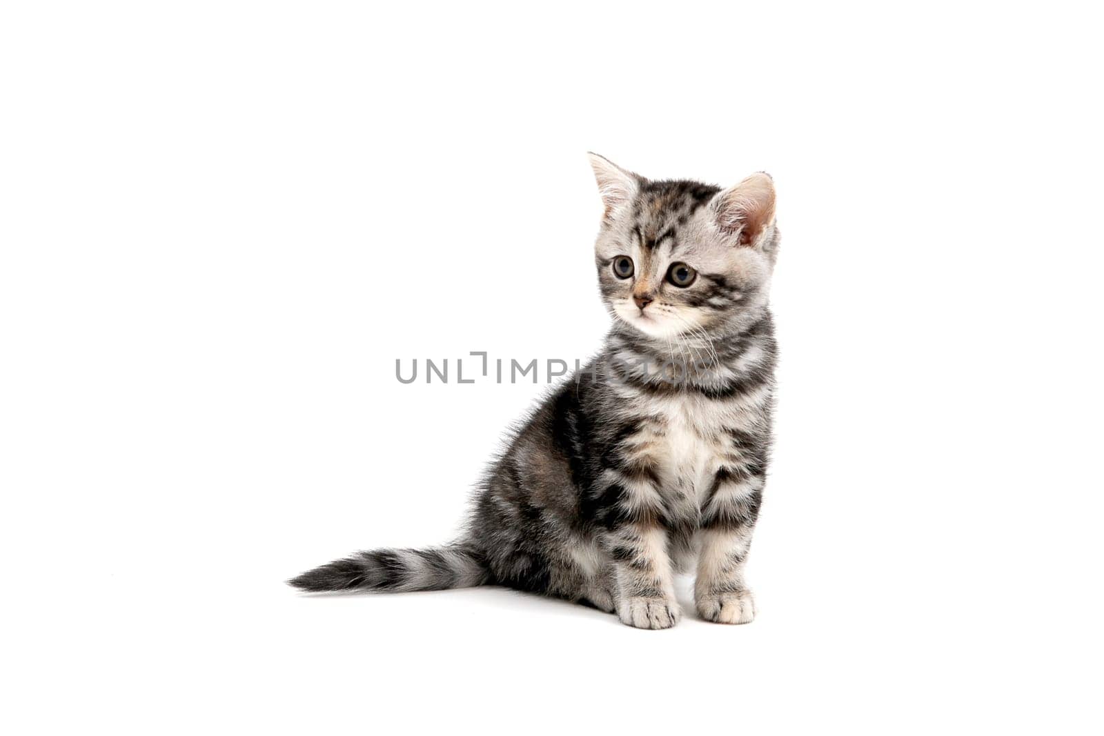 a striped purebred kitten sits on a white background. High quality photo