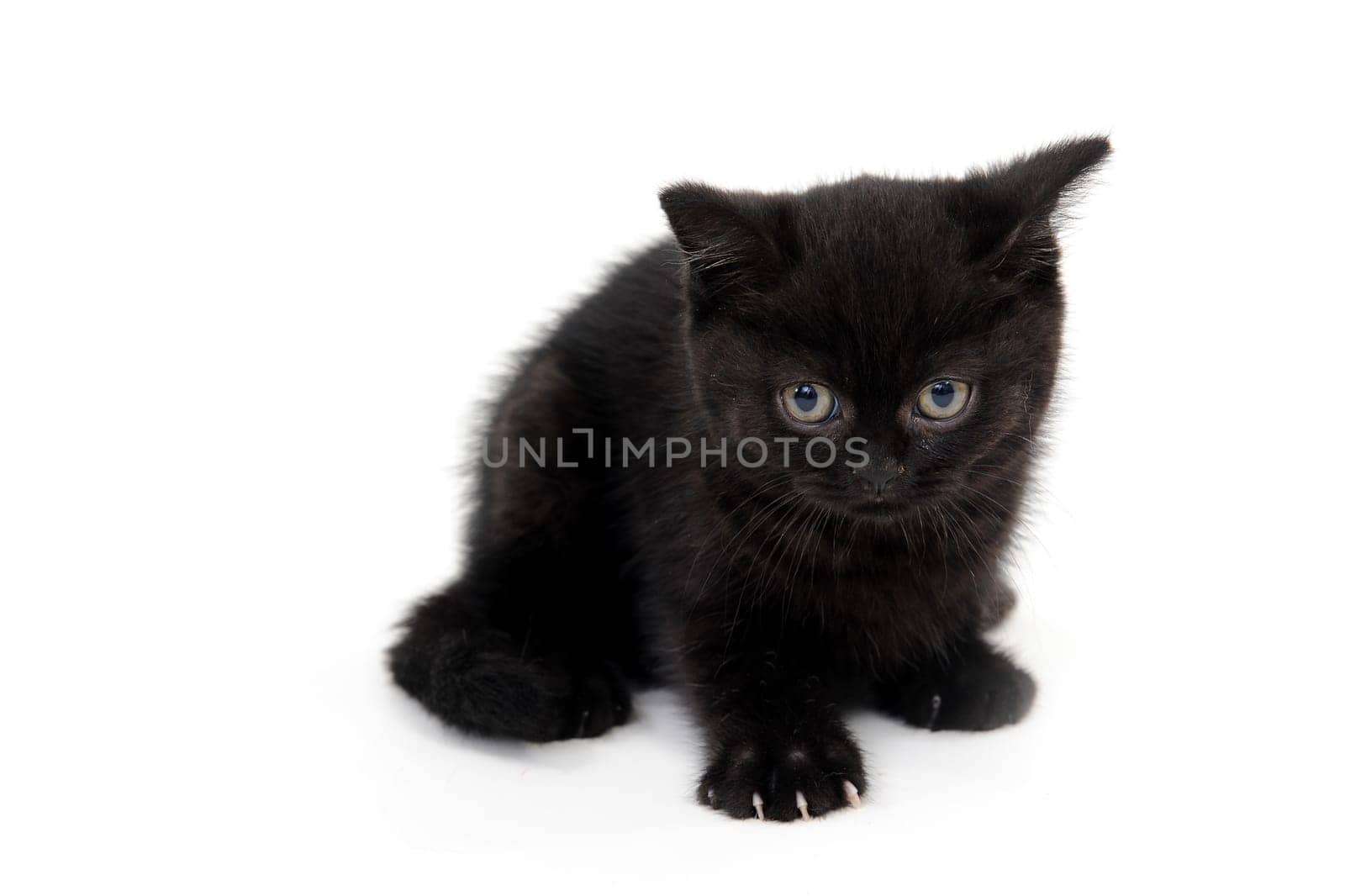 fluffy purebred black kitten with claws outstretched lies on an isolated background. High quality photo