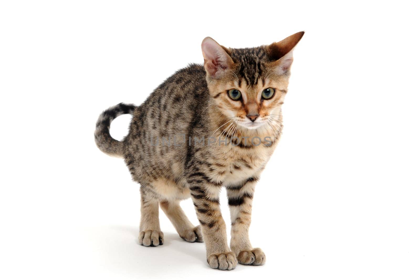 A purebred smooth-haired cat stands on a white background. High quality photo