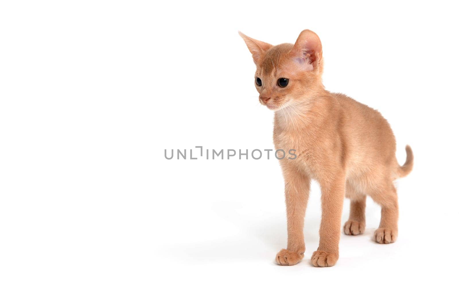 Abyssinian ginger cat stands on a white background. High quality photo
