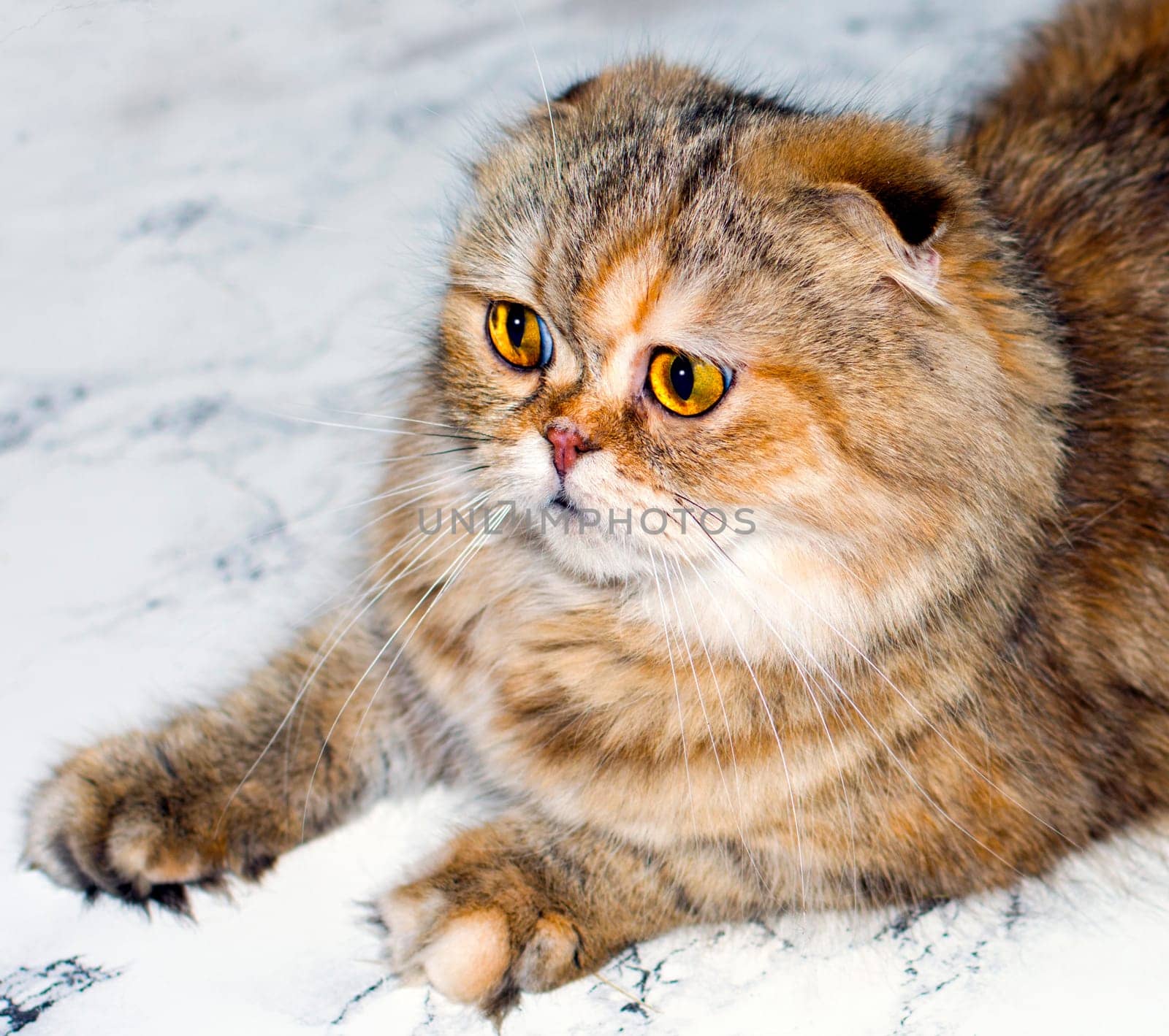 portrait of a fluffy golden chinchilla cat on a marble background, the theme of cats, kittens and cats in the house, pets their photos and their lives