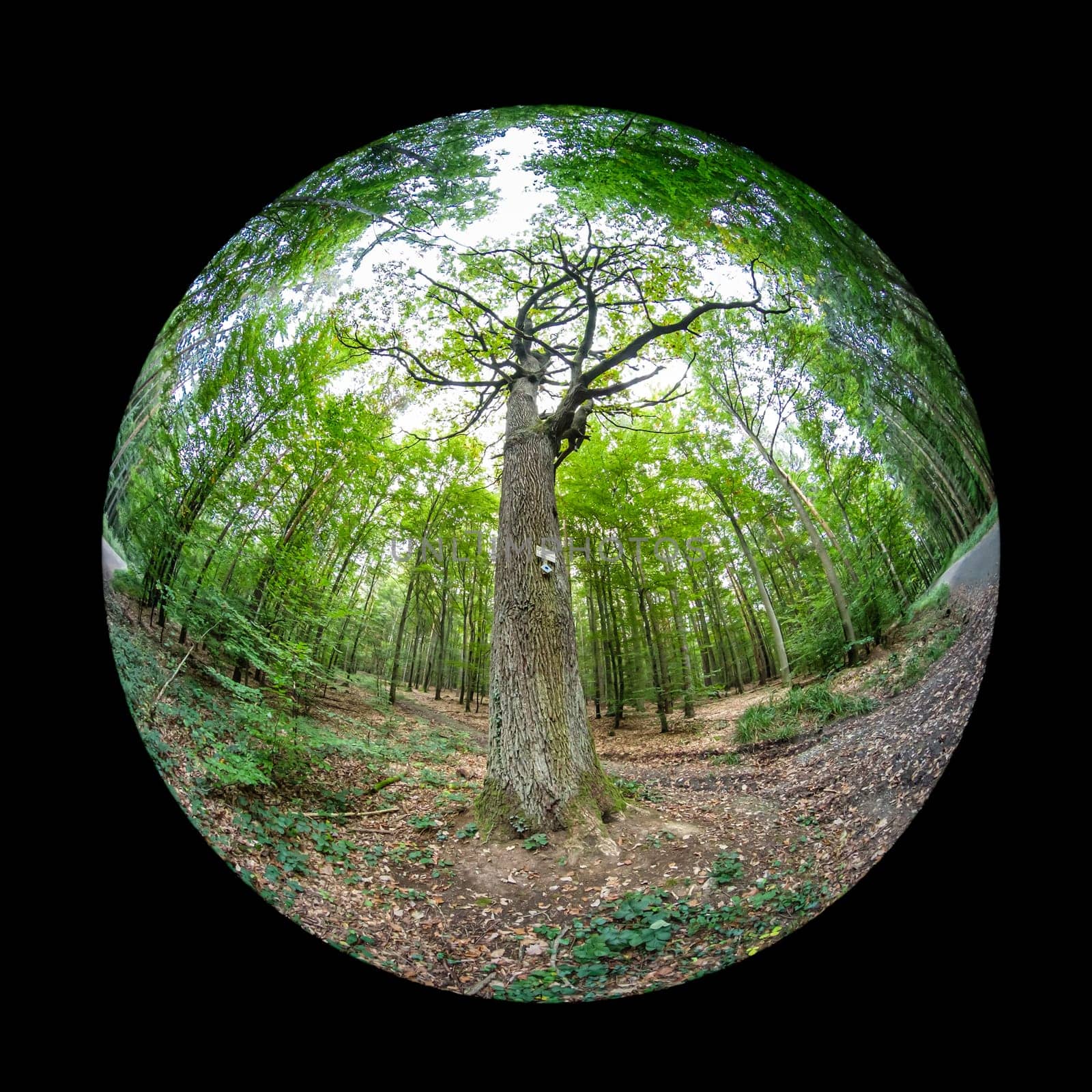 Huge old oak tree in a forest with fish-eye lens