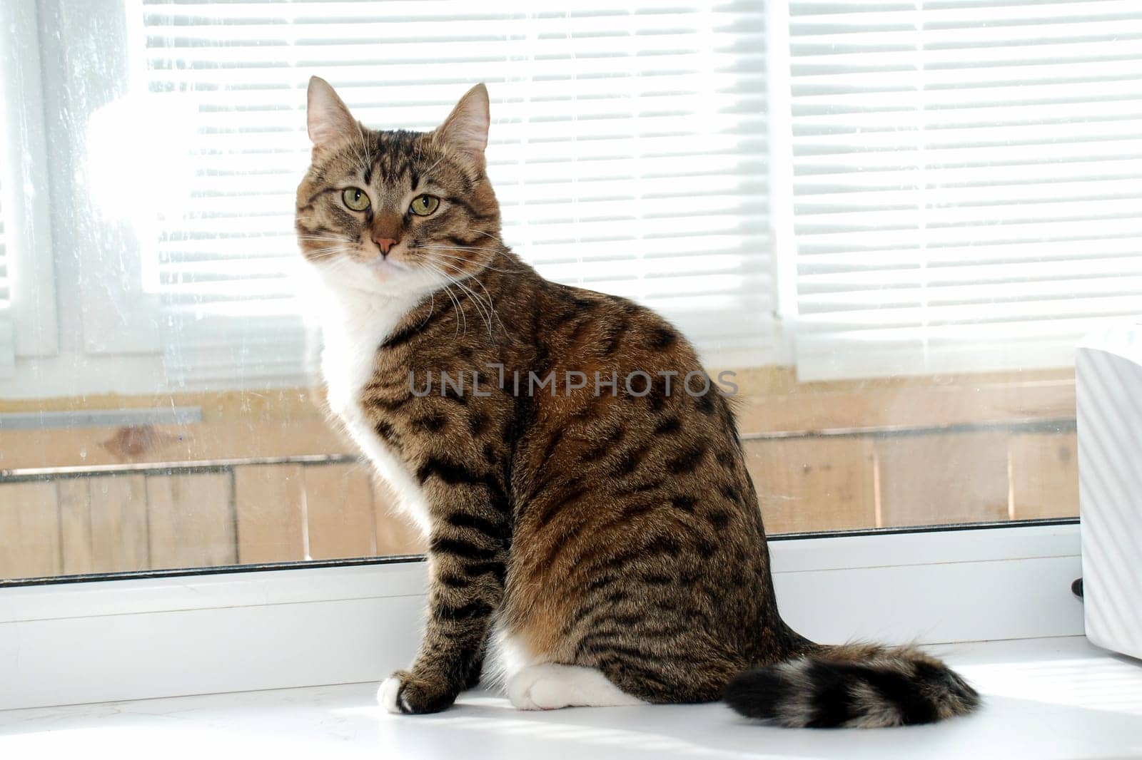 A gray striped fluffy cat sits on the windowsill. High quality photo