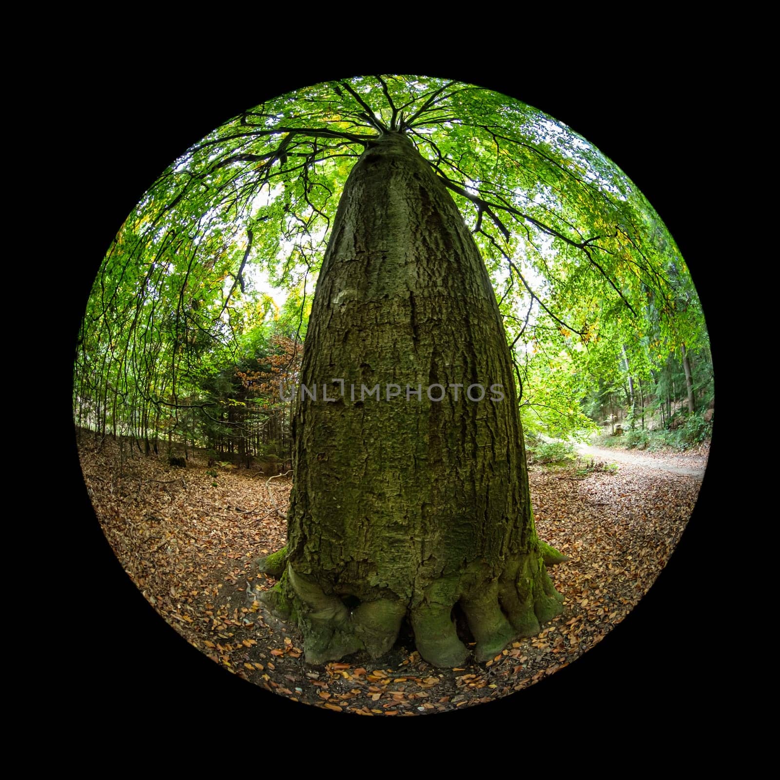 Huge beech tree trunk in a forest with fish-eye lens