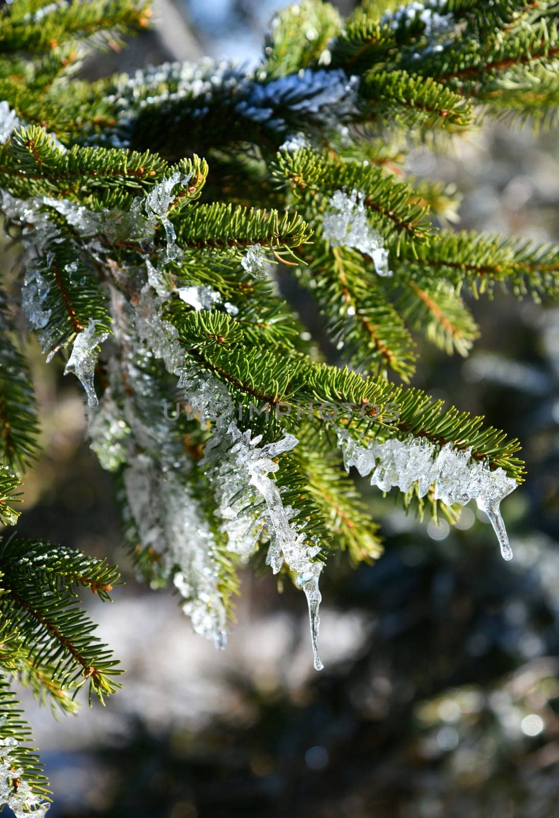 nice thaw in the sunshine