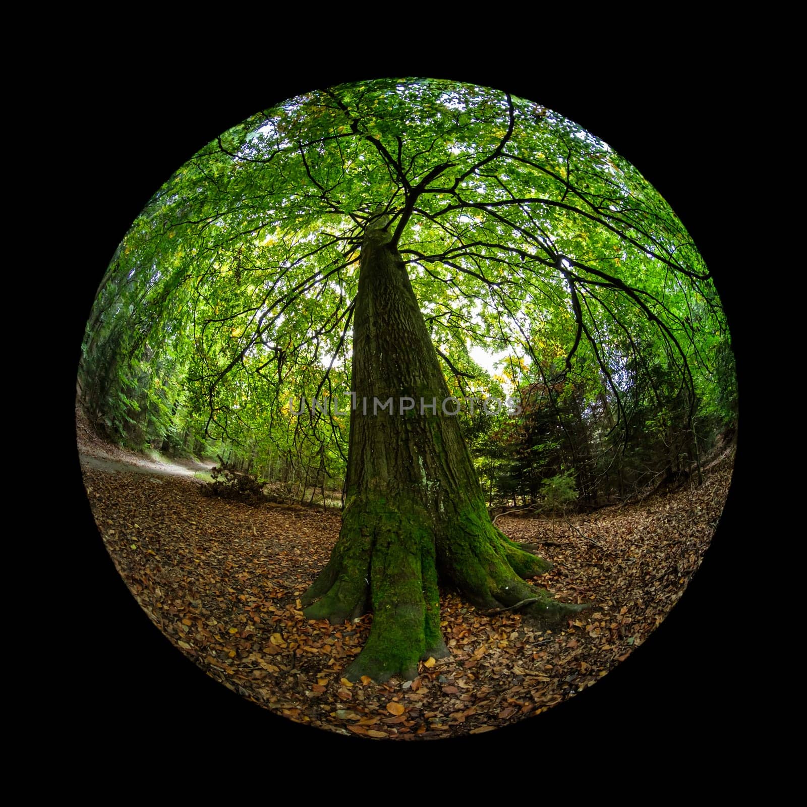 Huge mossy beech tree trunk in a forest with fish-eye lens