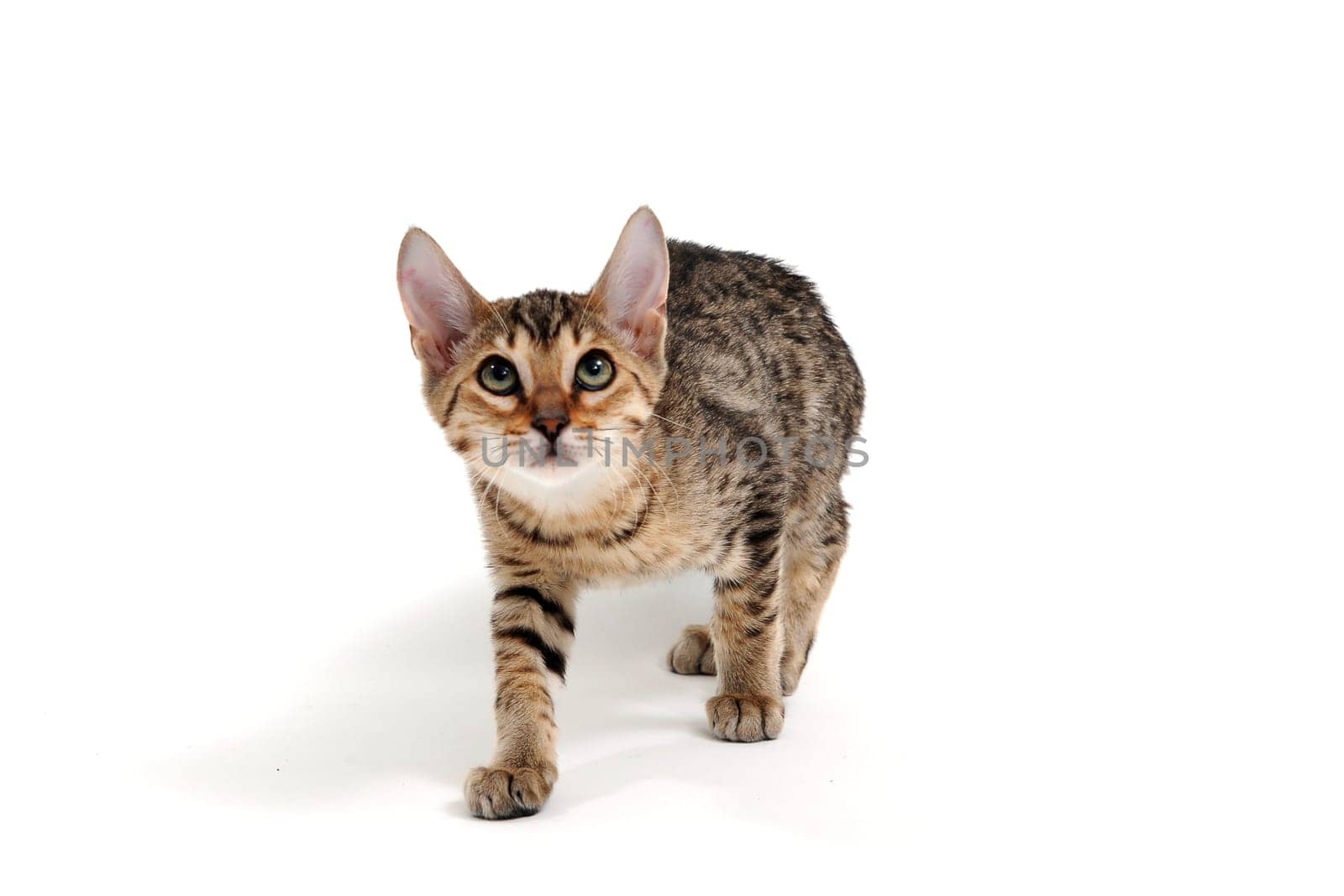 A purebred smooth-haired cat stands on a white background. High quality photo