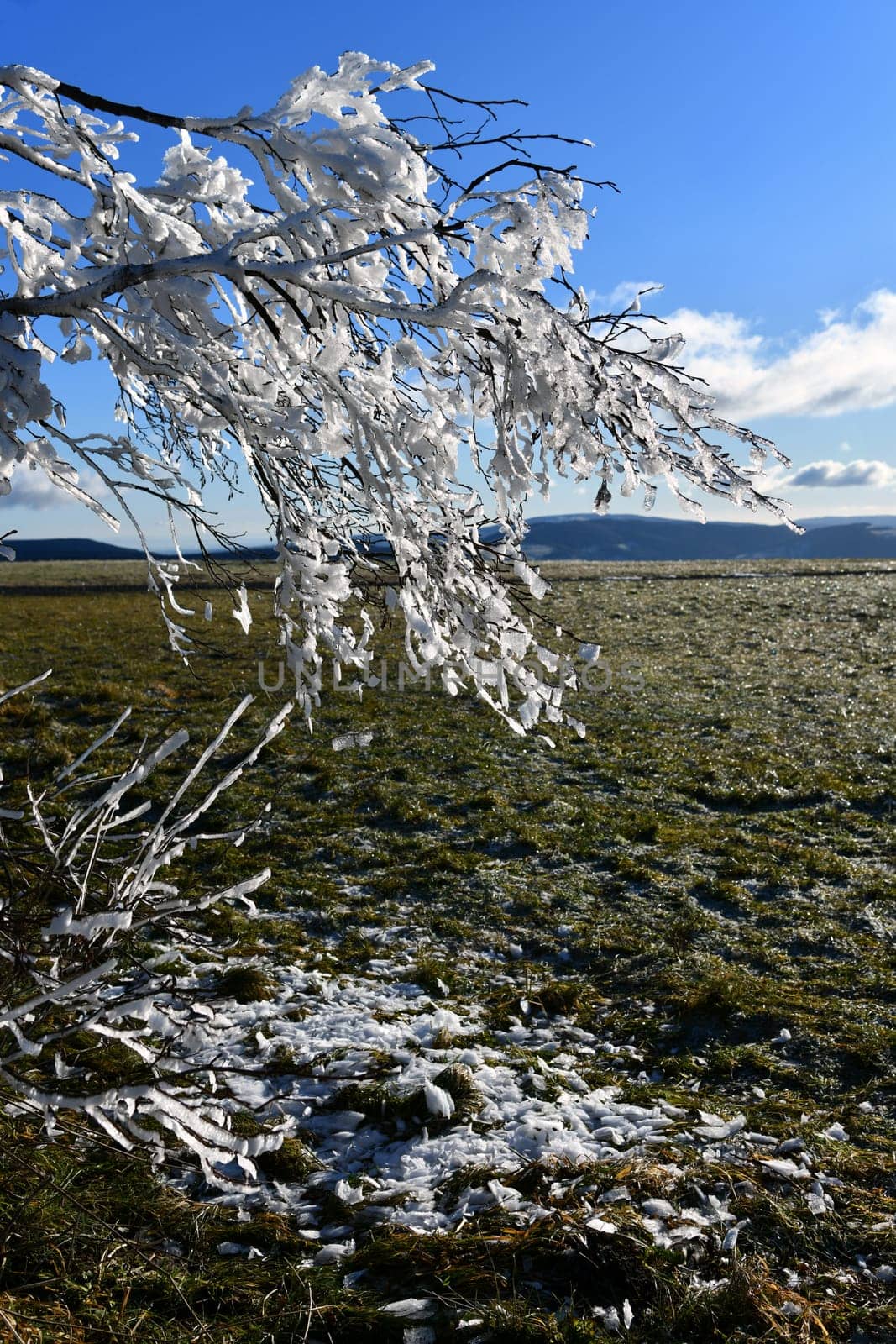 nice thaw in the sunshine