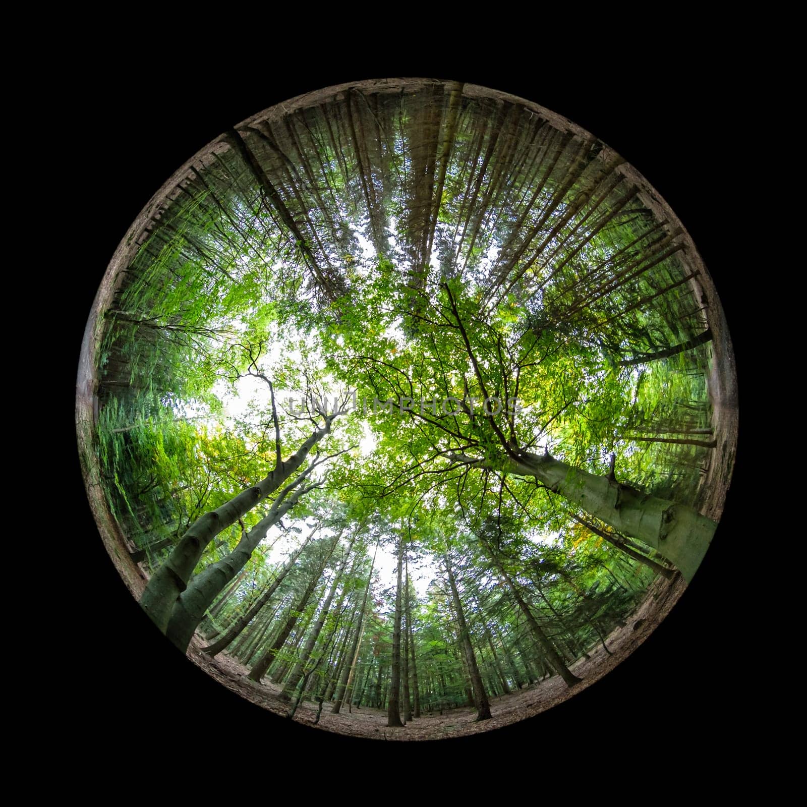 Fish-eye view forest trees reaching the sky scene