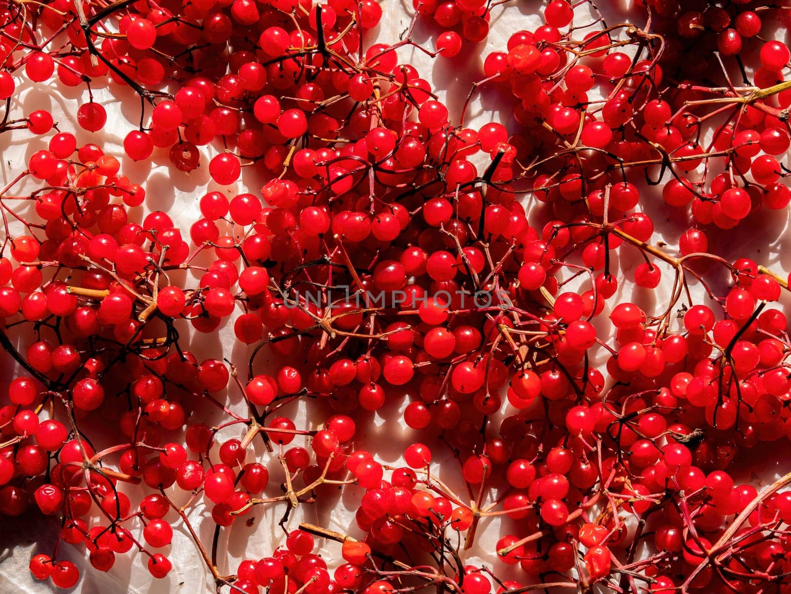 Harvest of medicinal berries of red viburnum. Herbal treatment. Herbal tea. A branch with viburnum berries. Alternative treatment. Vitamin collection. Background image.