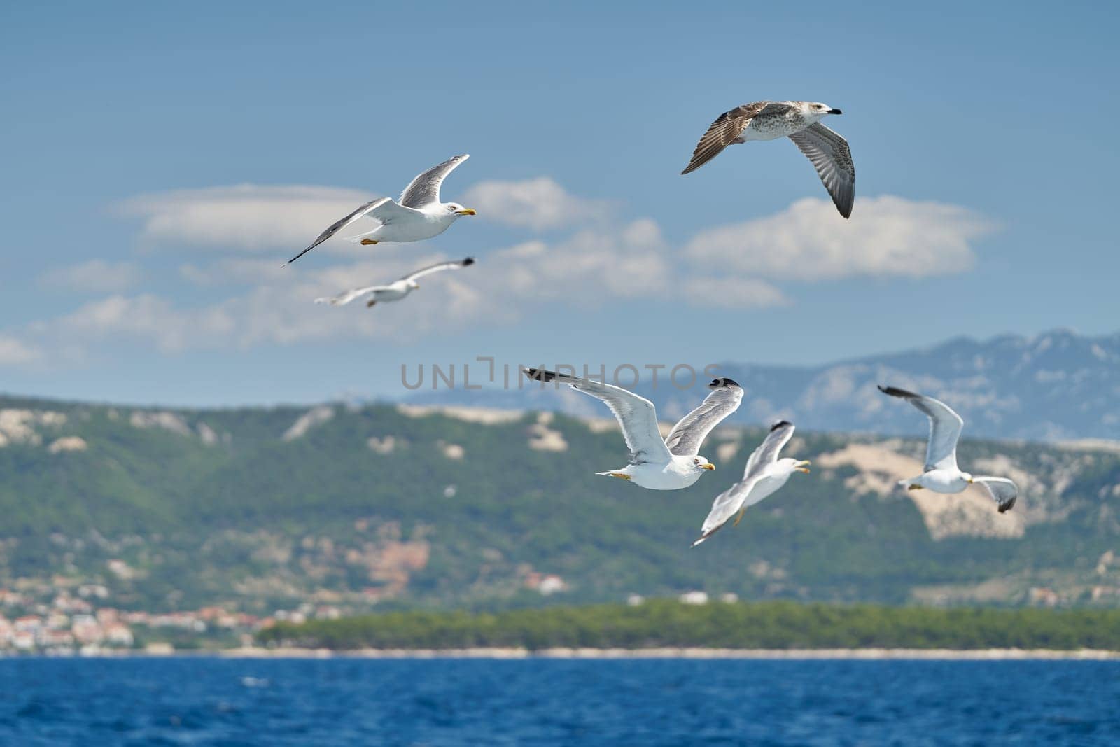 Seagulls fly after a boat near the island of Rab on the Adriatic Sea in Croatia