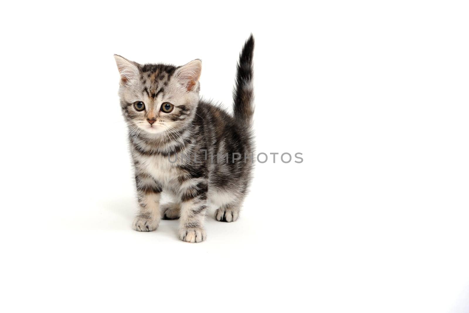 Purebred fluffy kitten on a white background. High quality photo