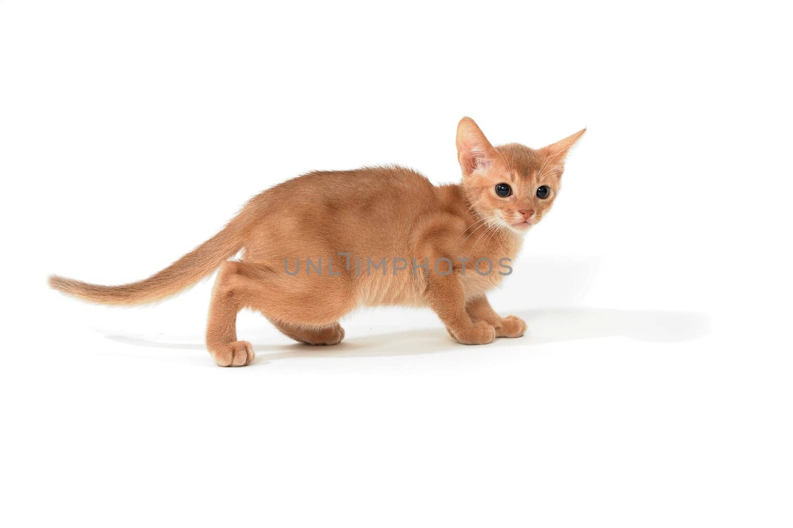 ginger purebred kitten on a white background. High quality photo