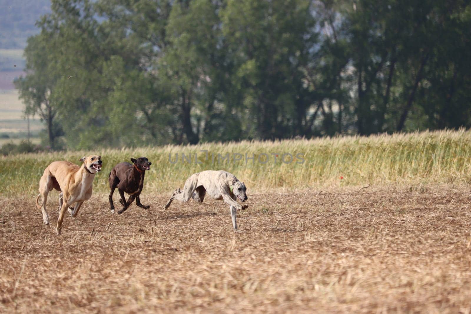 Spanish greyhound dog race hare hunting speed delivers passion