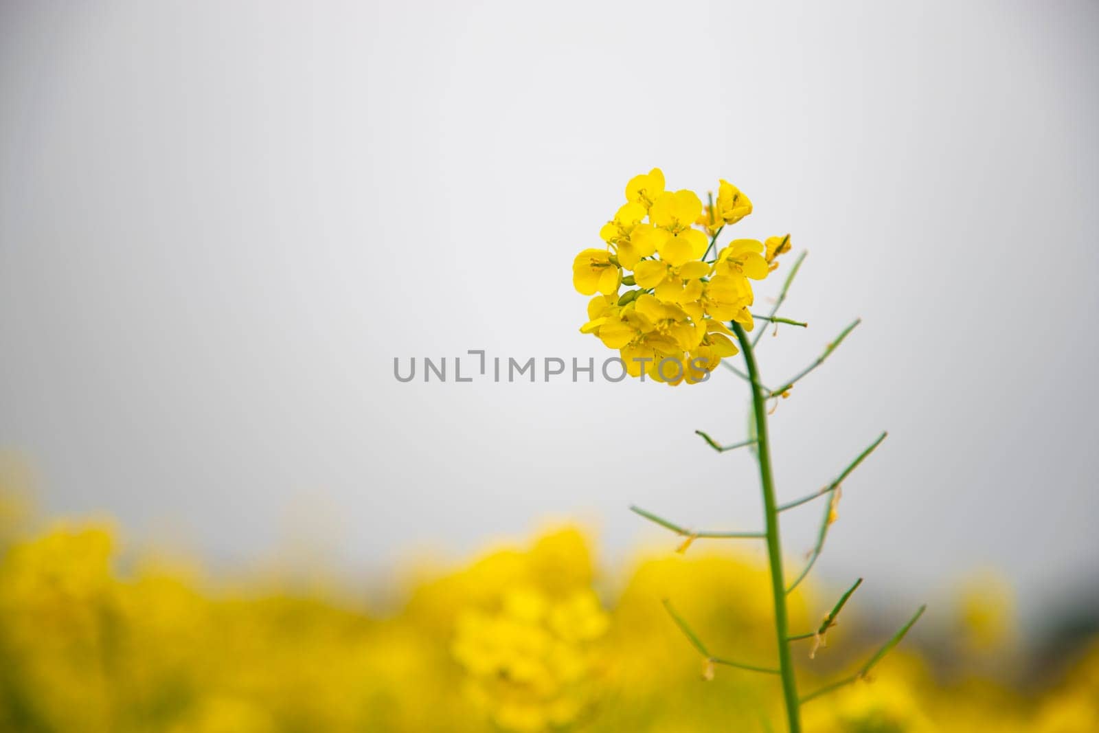 Close-up focus a Yellow Mustard Flower with Blurry Background Natural view