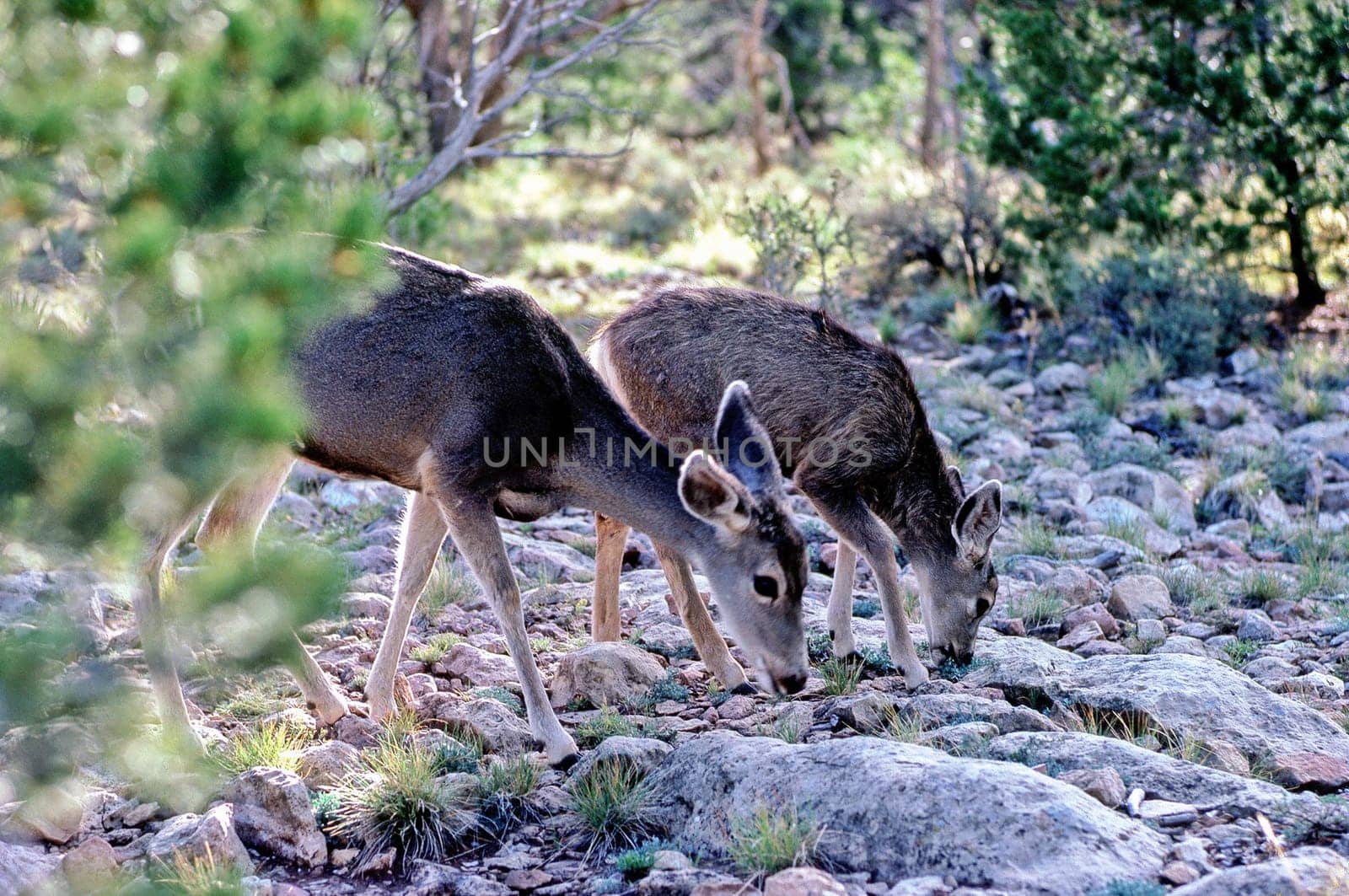 Deer grazing, Arizona