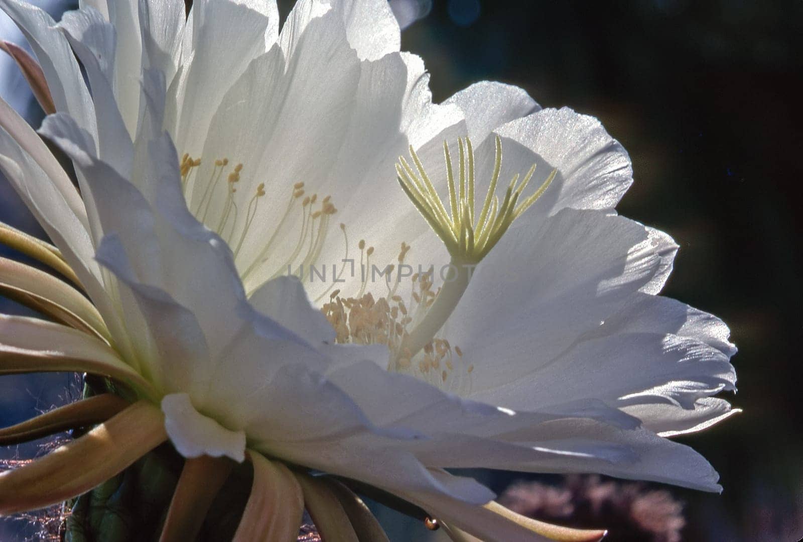 Trichocereus Santiaguensis