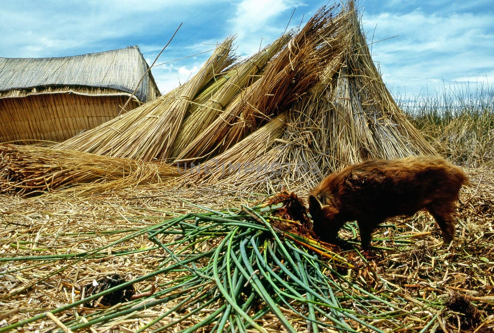 Floating Island on Lake Titicaca with grazing piglet