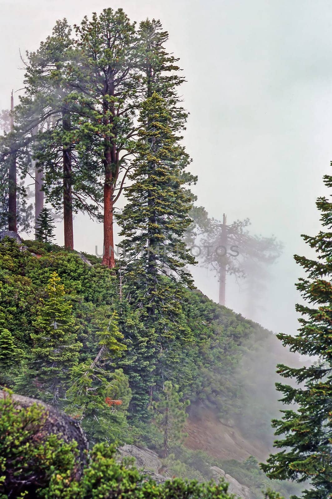 Fog in forest