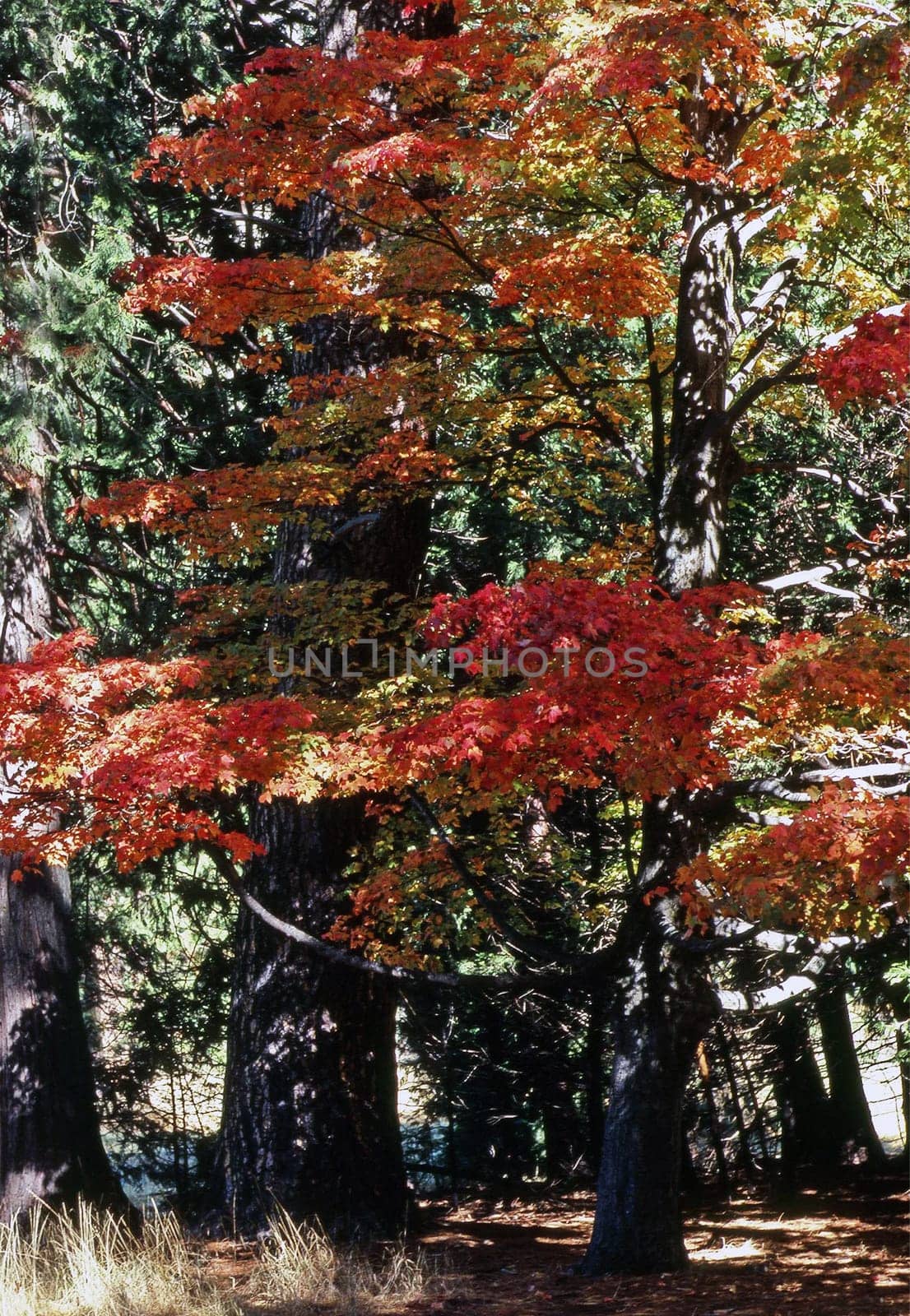 Autumn in Yosemite National Park, California