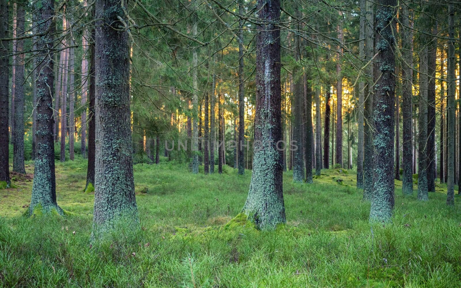 Silent Forest in spring with beautiful bright sun rays