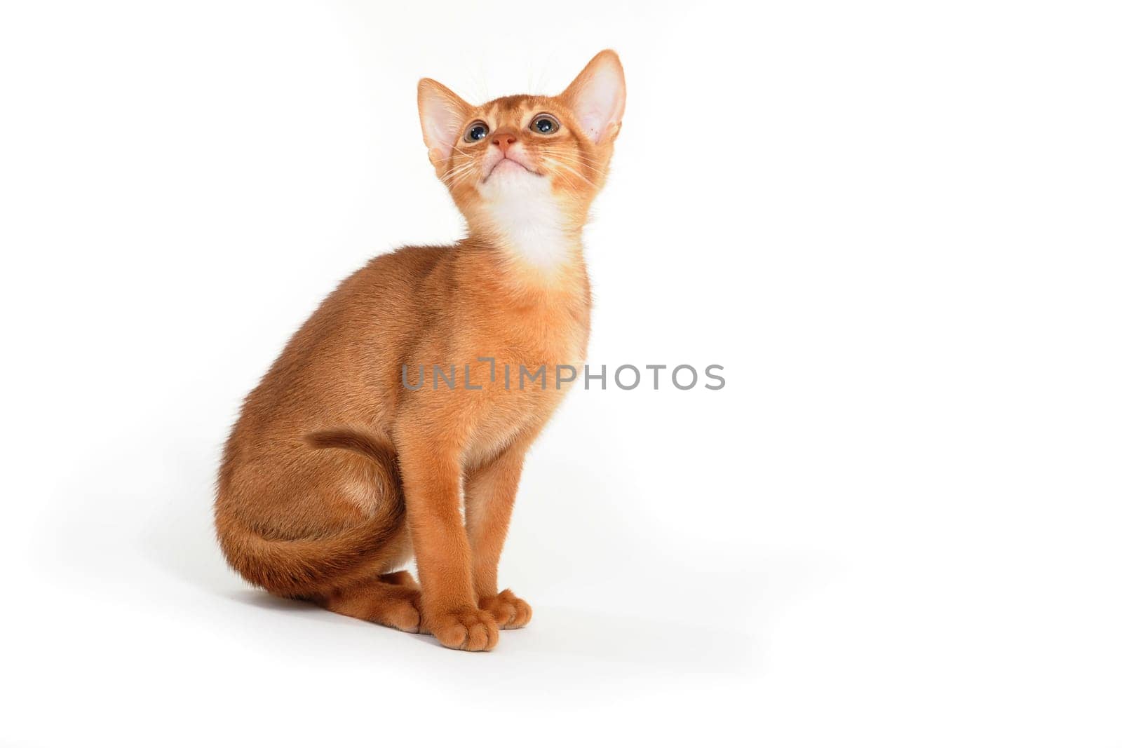 Abyssinian red cat sits on a white background. High quality photo