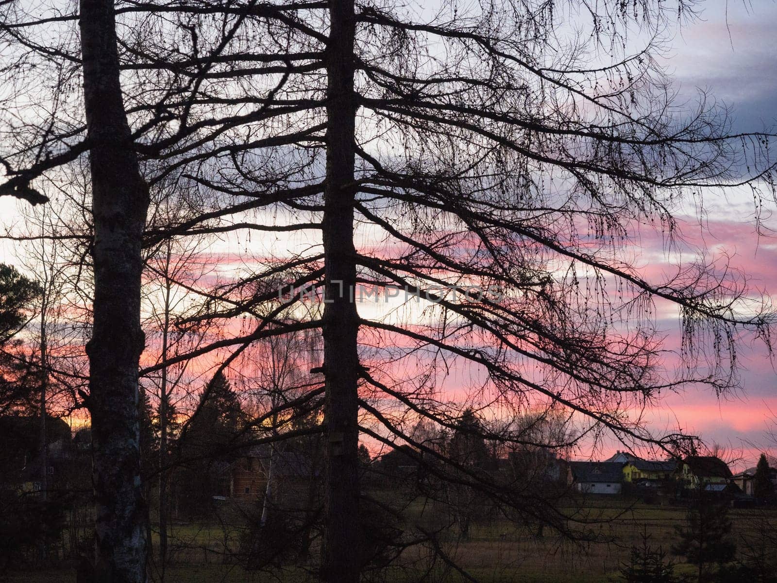 Bare tree, sun and vivid red sky