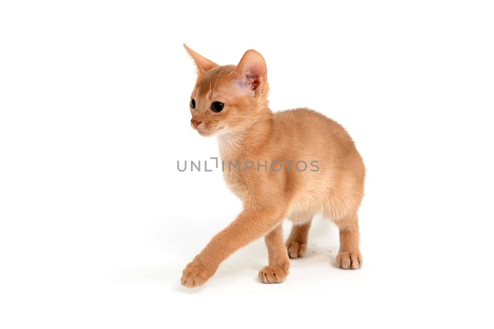 Abyssinian ginger cat on a white background. High quality photo