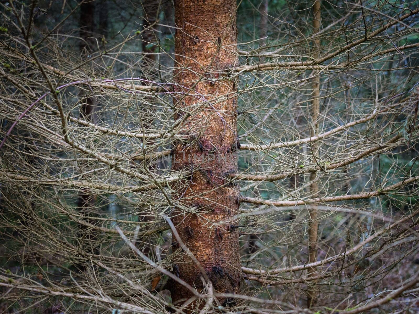 Trees with green leaves in the autumn wood