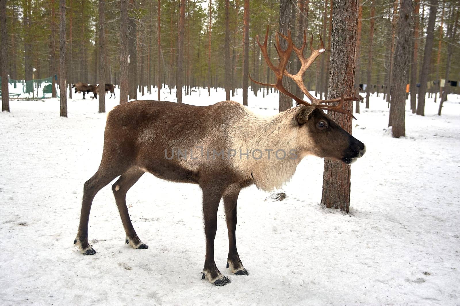 The reindeer stands in the forest at the camp in winter. High quality photo