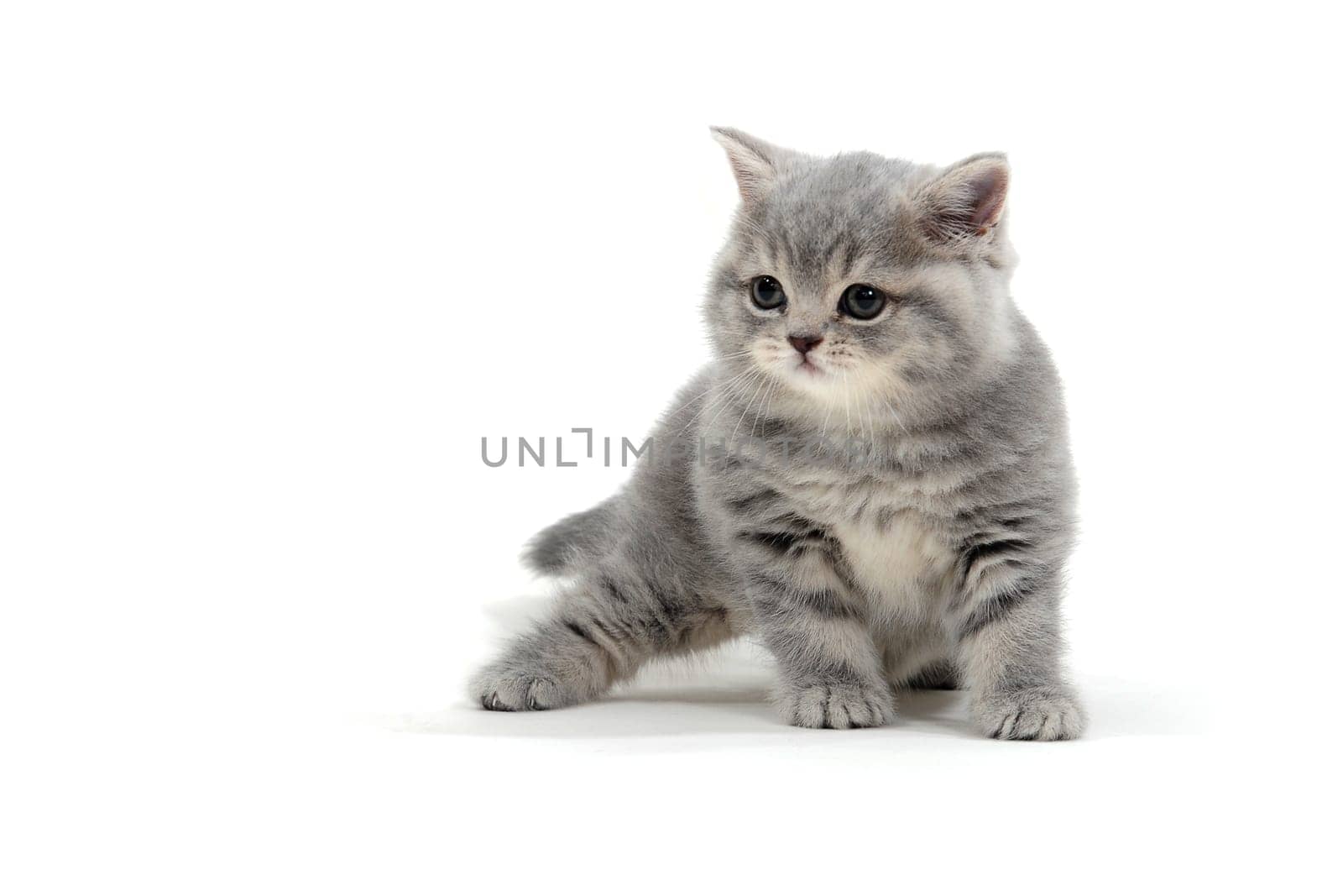 a striped purebred kitten sits on a white background. High quality photo