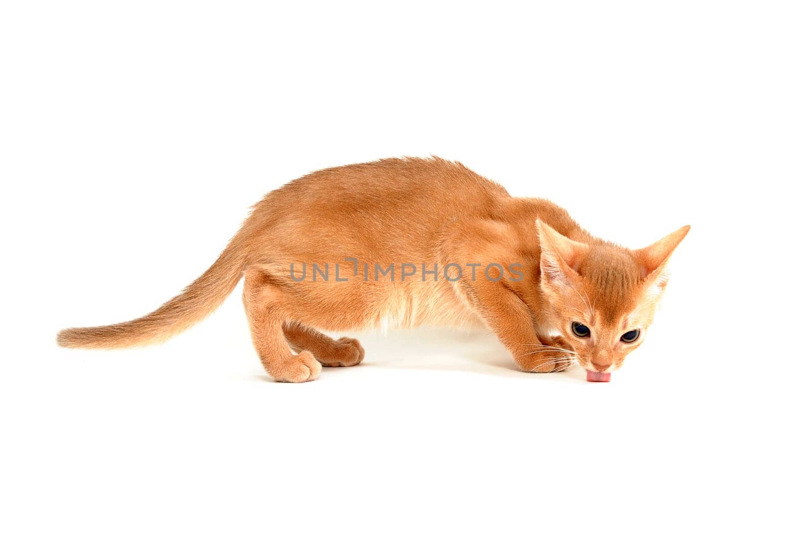 Abyssinian ginger cat on a white background. High quality photo