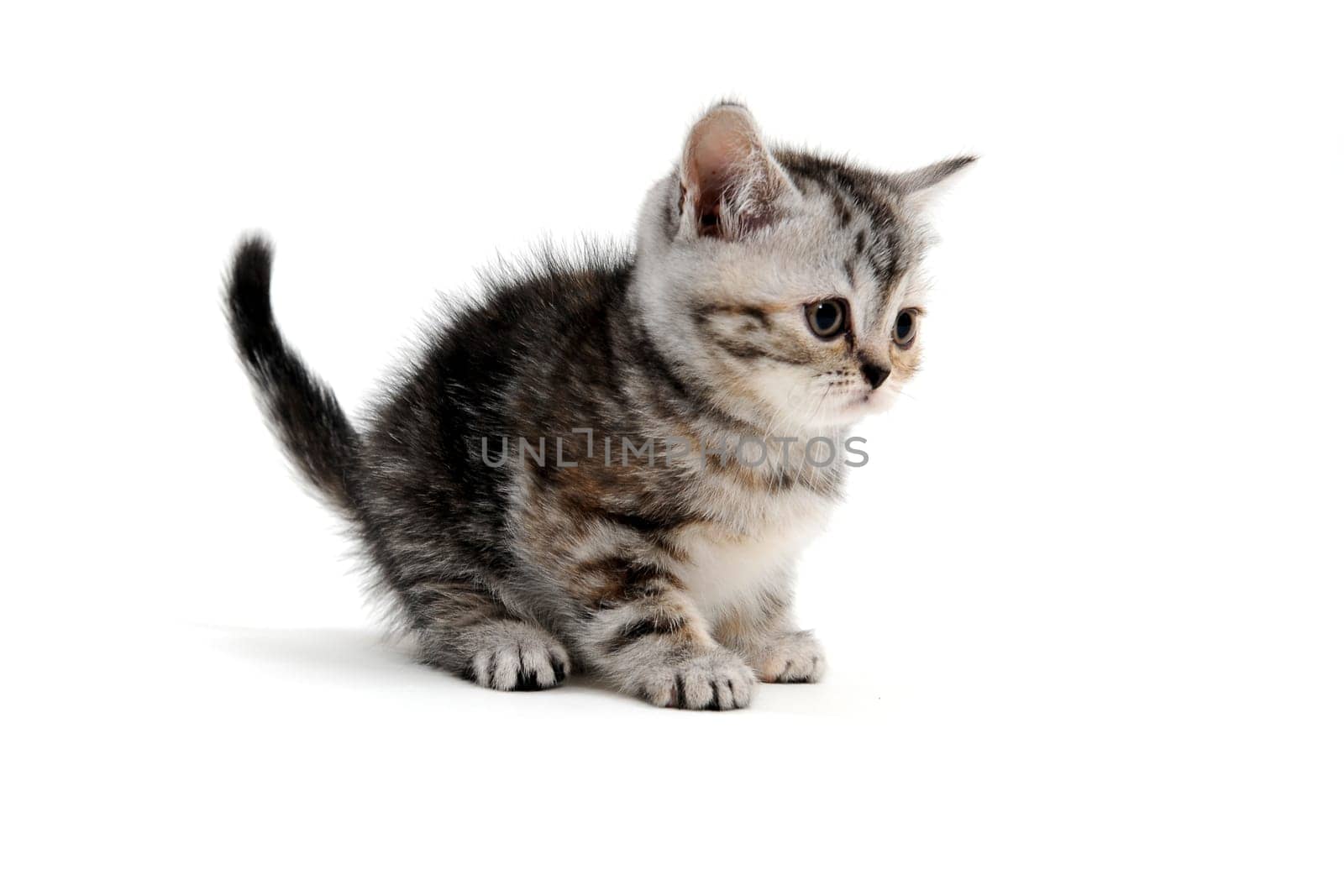 a striped purebred kitten sits on a white background. High quality photo