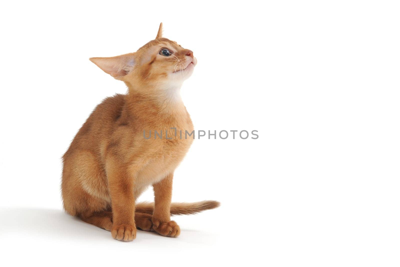 Abyssinian ginger cat sits on a white background. High quality photo