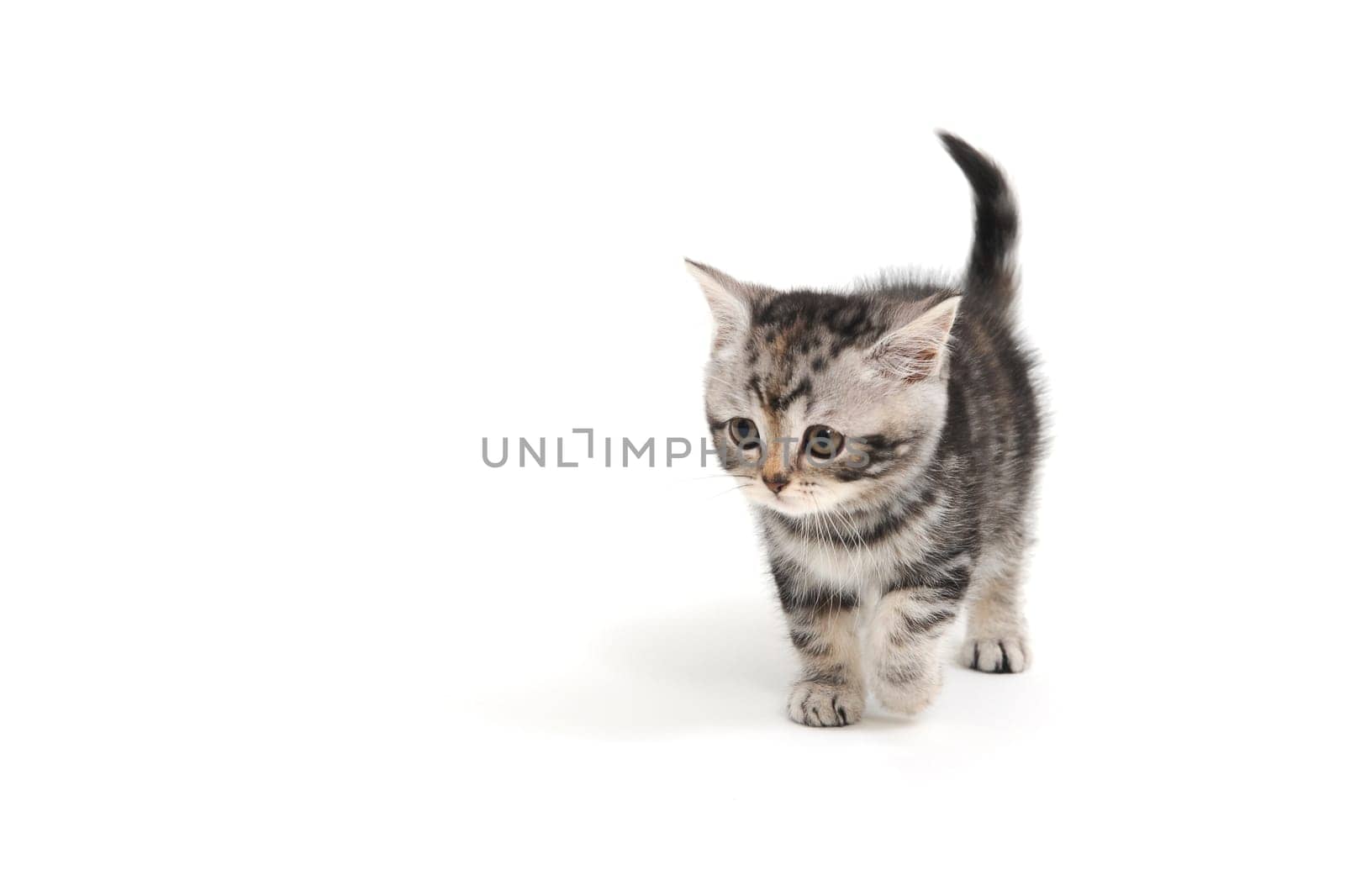 Fluffy little purebred kitten on a white background. High quality photo