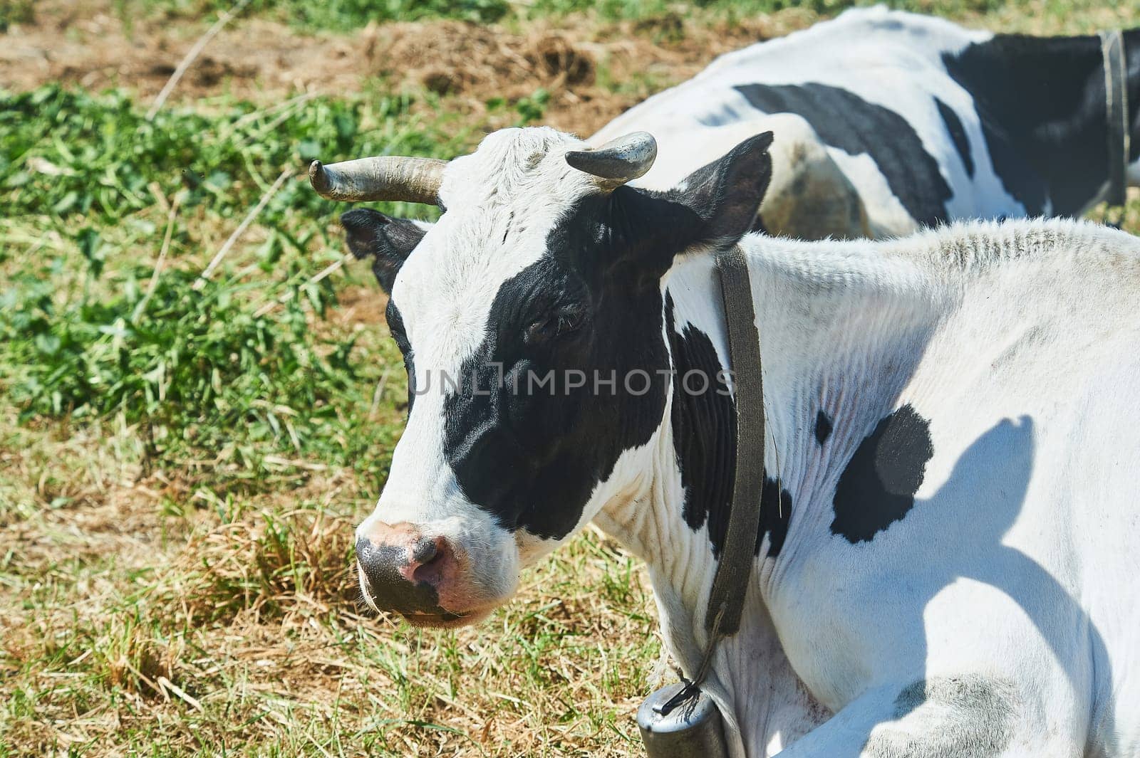 cow face close-up, cow lying in a meadow. High quality photo