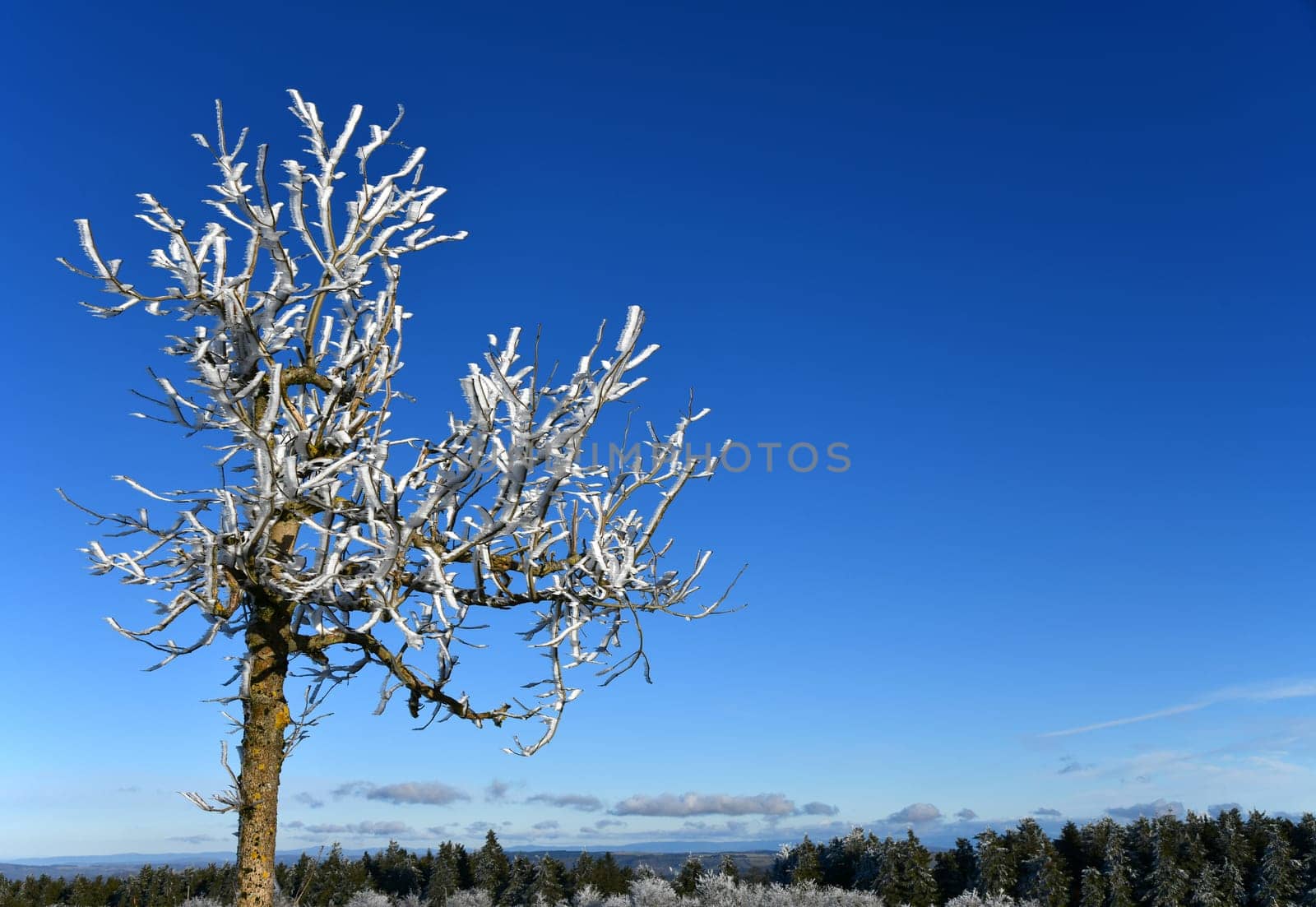 Tree covered with snow in the Rhön