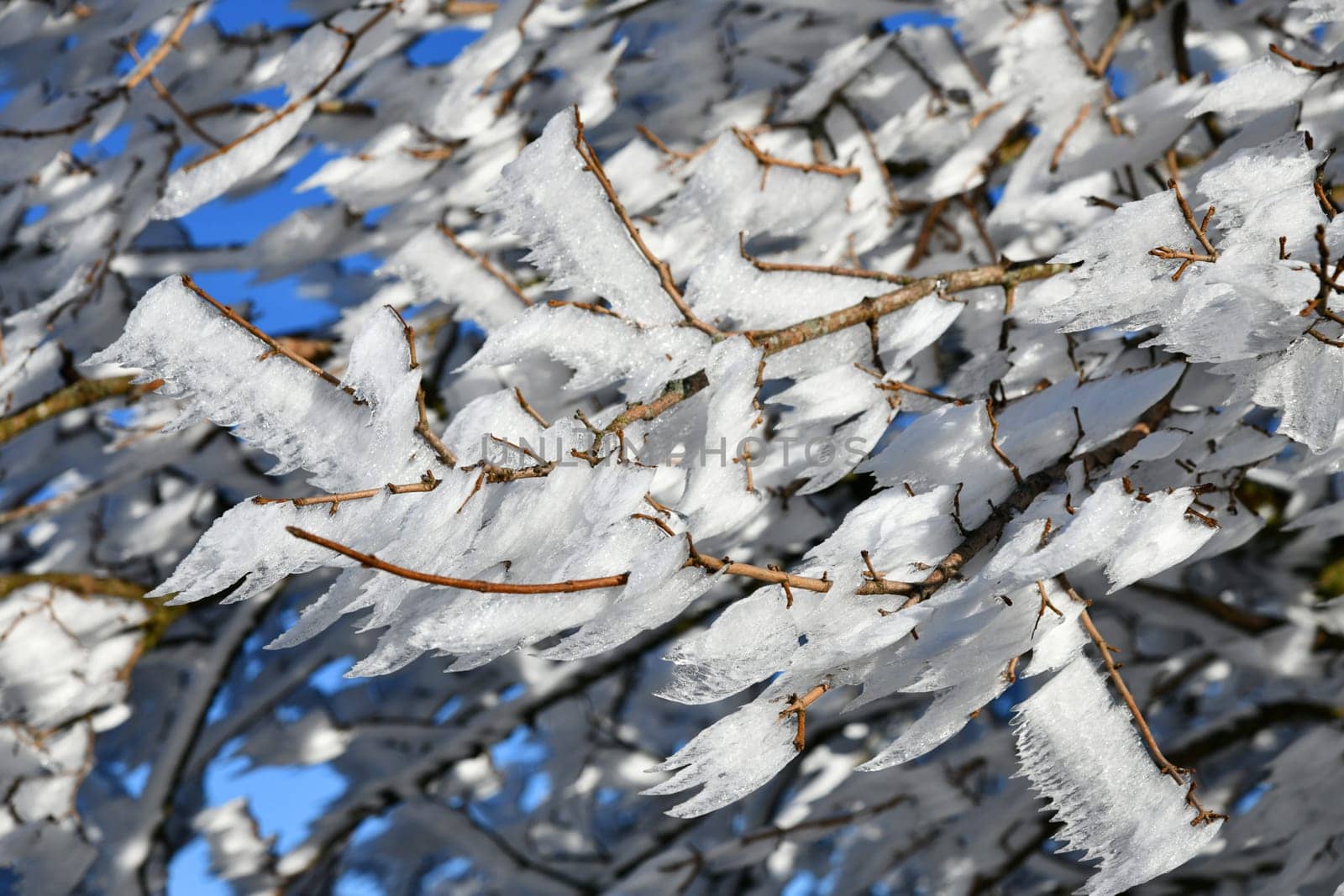 Tree covered with snow in the Rhön