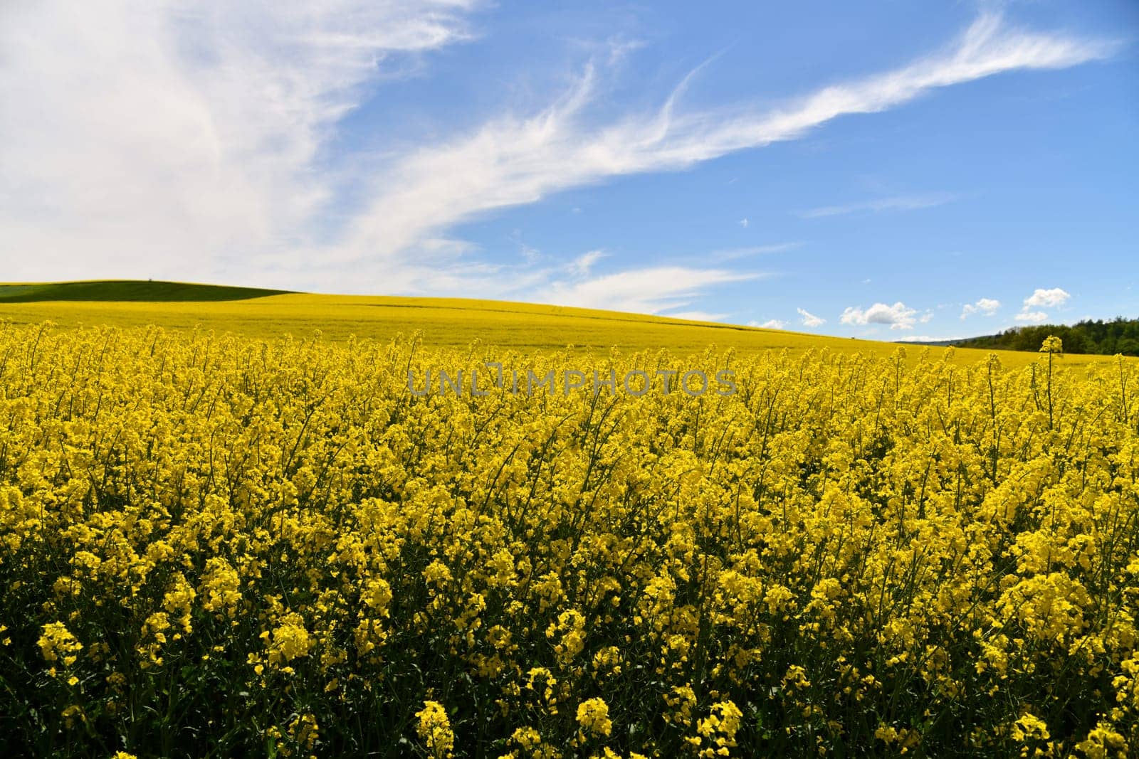 yellow flowering rapeseed field in the Rhön