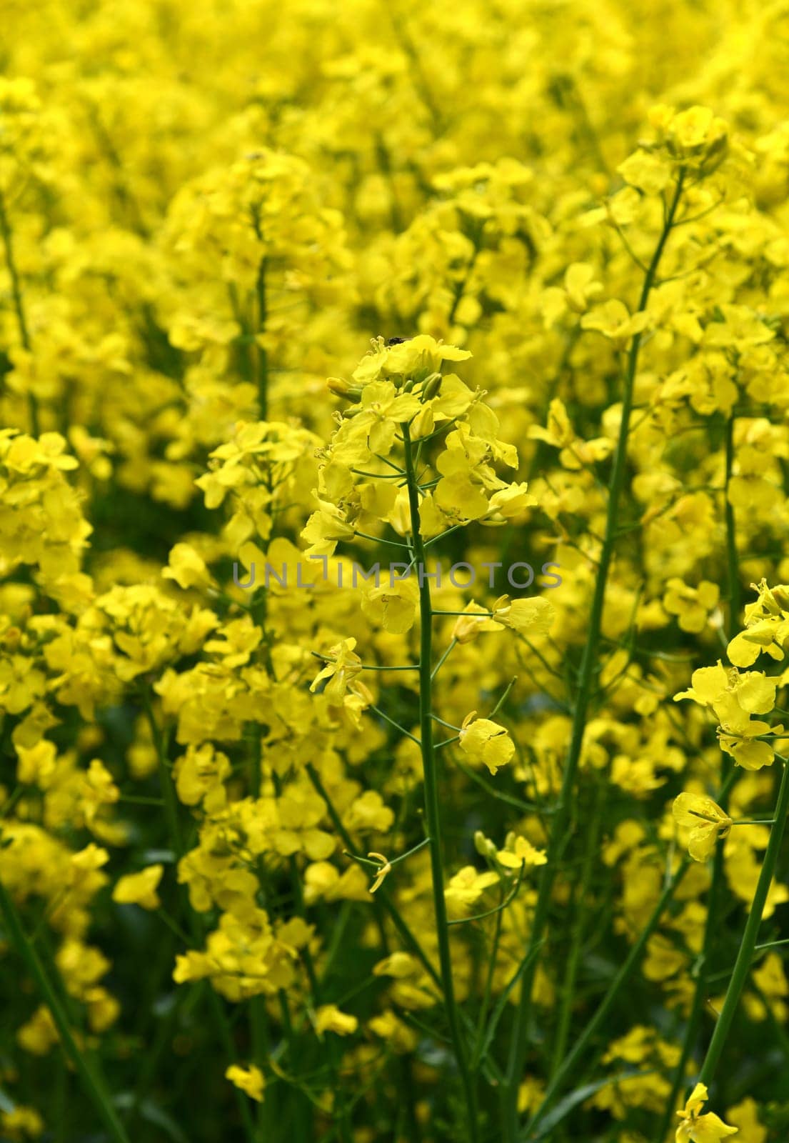yellow flowering rapeseed field in the Rhön