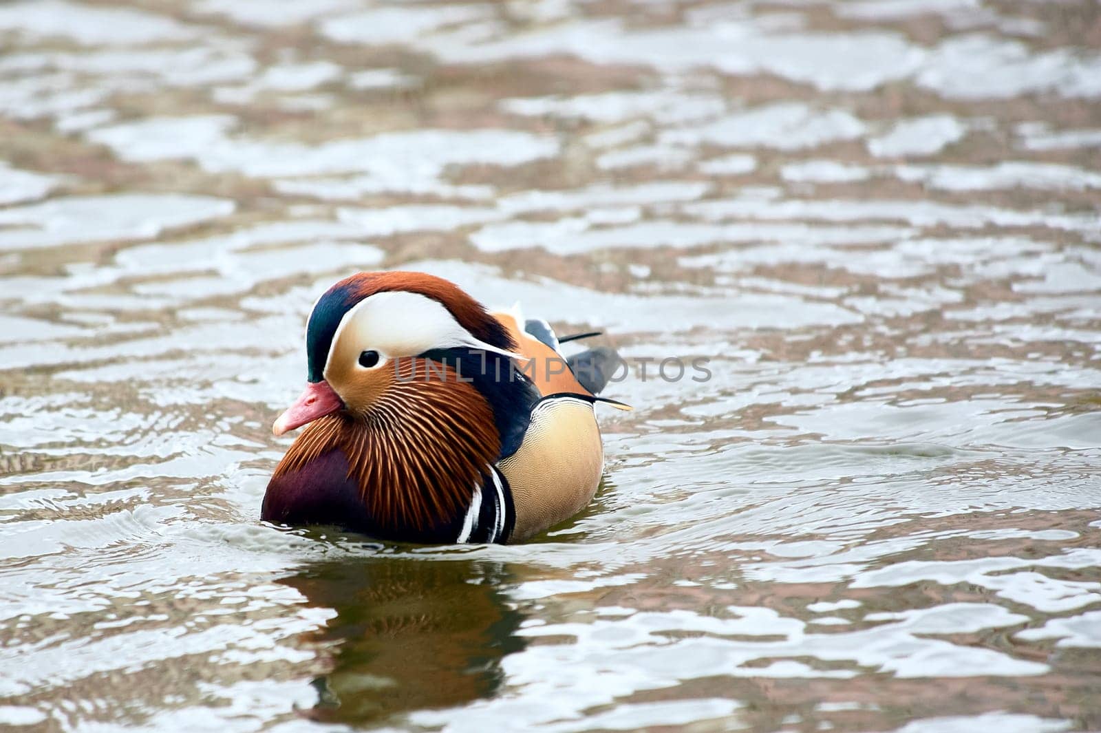 Mandarin duck swimming in a pond. High quality photo