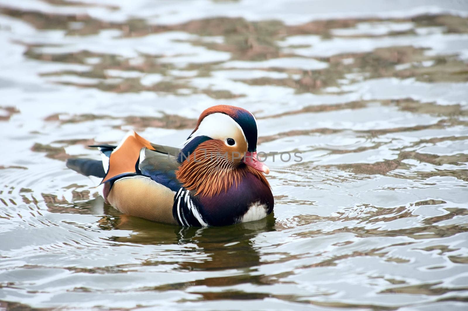 Mandarin duck swimming in a pond. High quality photo