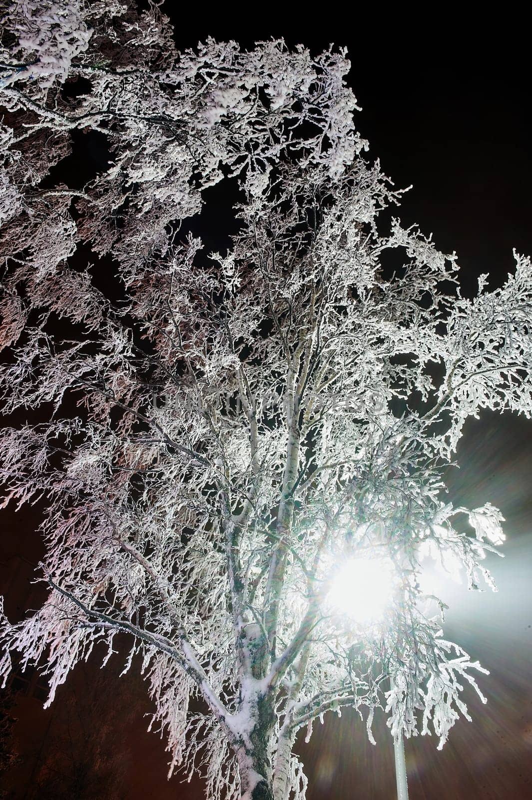Snow-covered tree in winter under a lantern. High quality photo