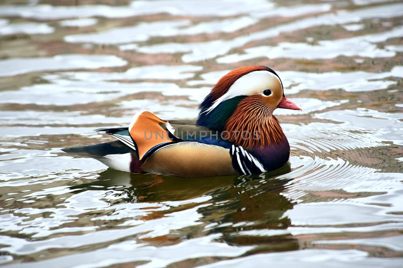 Mandarin duck swimming in a pond. High quality photo