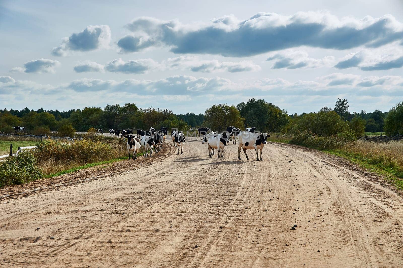Cows cross the road in the countryside. High quality photo
