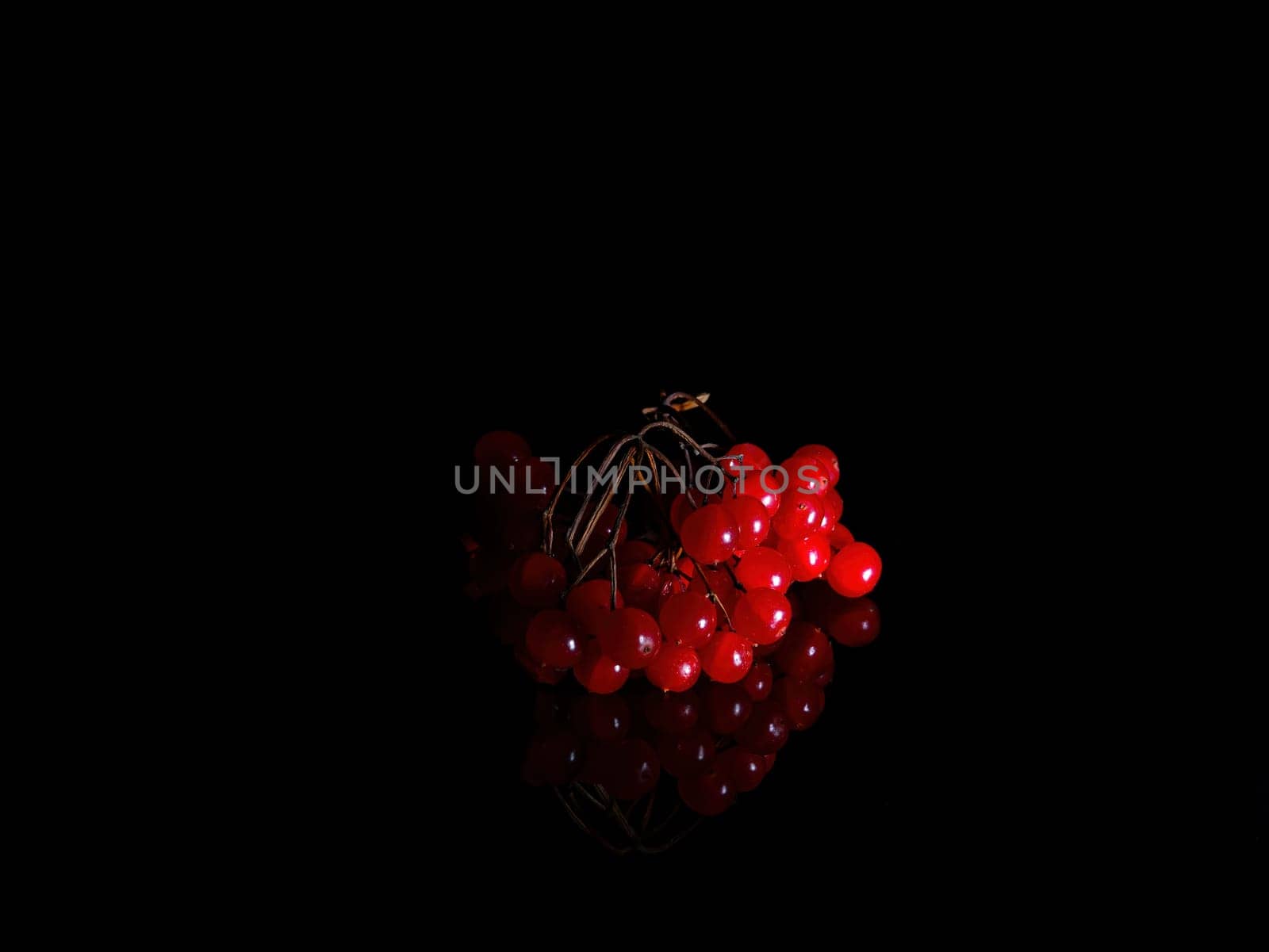 A branch with red viburnum berries in the dark on a black background. Herbal treatment. Herbal tea. A branch with viburnum berries. Alternative treatment. Vitamin collection. Black background.