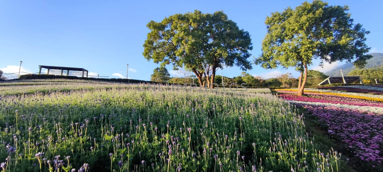 The San-Tseng-Chi Urban Park on a bright sunny day with colorful flower fields on the hillside under blue clear sky during Flower Festival, in Beitou District, Taipei City, Taiwan