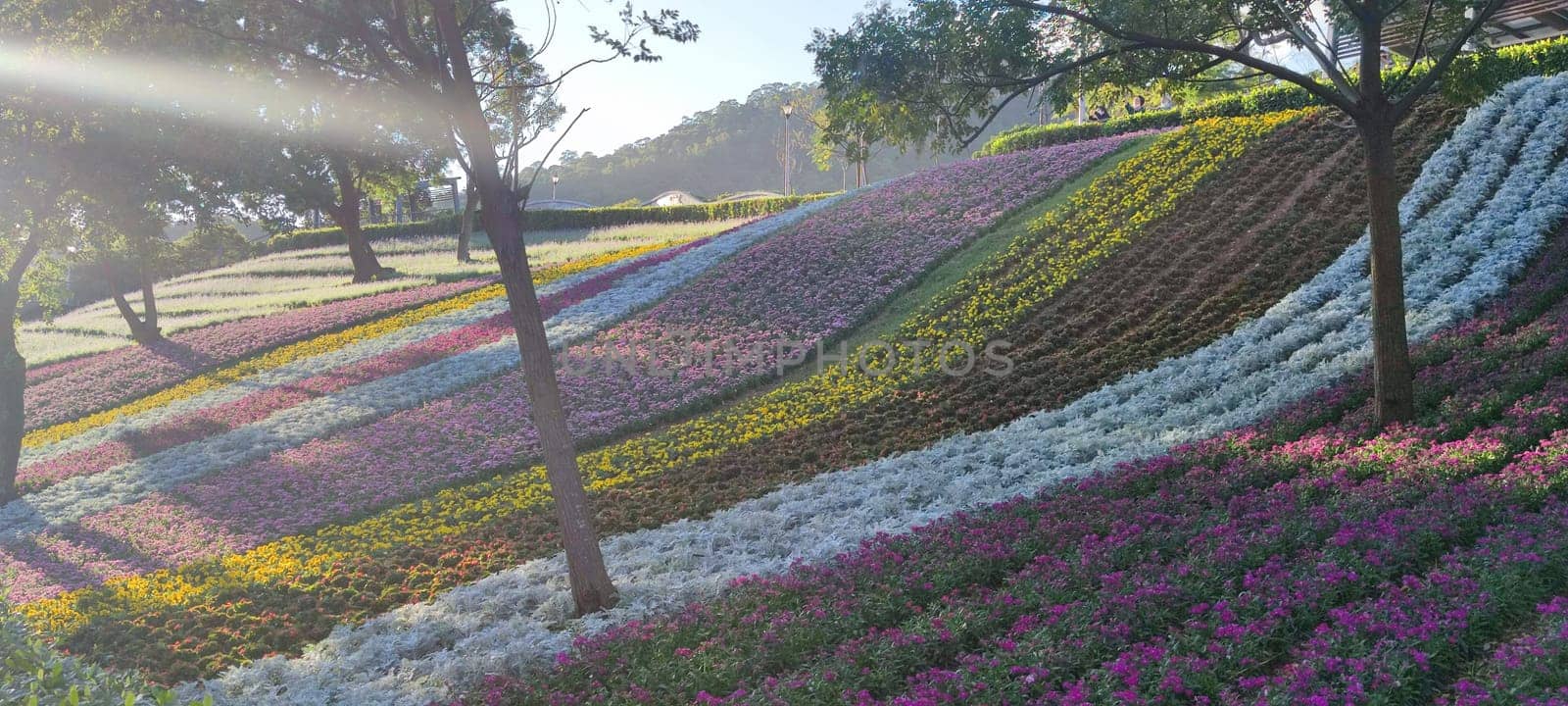 The San-Tseng-Chi Urban Park on a bright sunny day with colorful flower fields on the hillside under blue clear sky during Flower Festival, in Beitou District, Taipei City, Taiwan