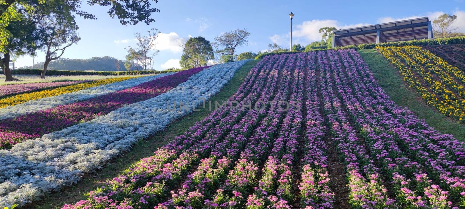 The San-Tseng-Chi Urban Park on a bright sunny day with colorful flower fields on the hillside under blue clear sky during Flower Festival, in Beitou District, Taipei City, Taiwan