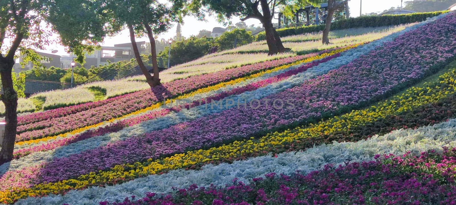 The San-Tseng-Chi Urban Park on a bright sunny day with colorful flower fields on the hillside under blue clear sky during Flower Festival, in Beitou District, Taipei City, Taiwan